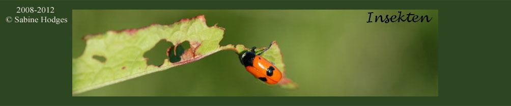 Banner_Insekten Kopie