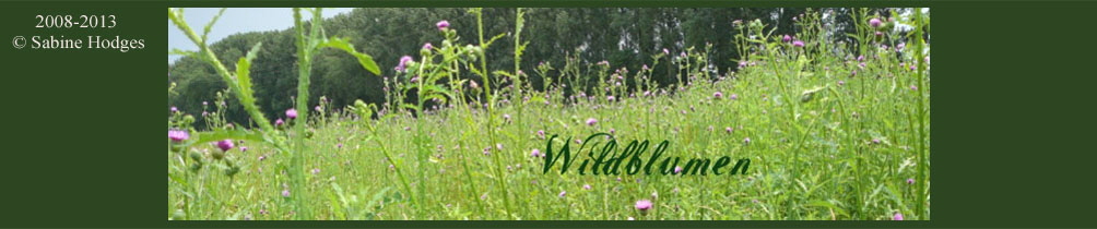 Banner_Wildblumenfamilien Kopie1