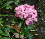 Bartnelke (Dianthus barbatus) kl.