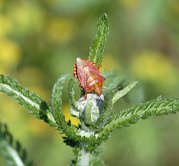 Baumwanze 1 Carpocoris spec. Nikon Mai 09 Schmetterlinge u. Insekten Viernheimer Heide 124a