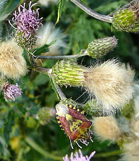 Baumwanze 2 Carpocoris spec. Aug 2009 Httenfeld Insekten 030