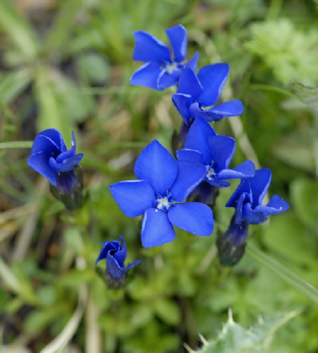 Bayrischer Enzian (Gentiana bavarica) 11.7.2011 Kreut Alm, Alpspitze Bergbahn NIKON 050