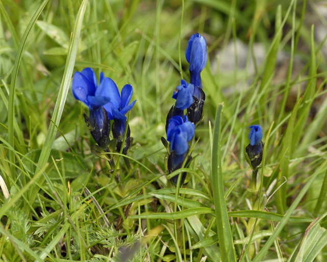 Bayrischer Enzian (Gentiana bavarica) 11.7.2011 Kreut Alm, Alpspitze Bergbahn NIKON 020