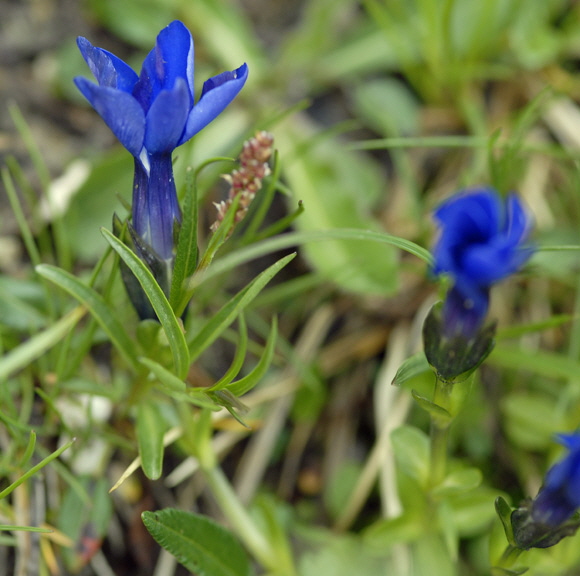 Bayrischer Enzian (Gentiana bavarica) 11.7.2011 Kreut Alm, Alpspitze Bergbahn NIKON 051