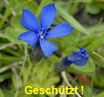 Bayrischer Enzian (Gentiana bavarica) kl.