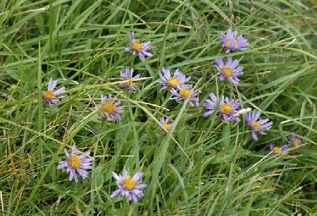 Berg-Aster  (Aster amellus) 11.7.2011 Kreut Alm, Alpspitze Bergbahn NIKON 067