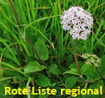 Berg-Baldrian (Valeriana montana) rot kl.