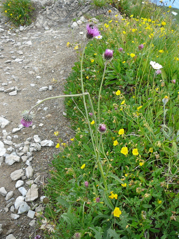 Berg-Distel (Carduus defloratus)  9.7.2011 Allgu Alpen Fellhorn Oberstdorf-Faistenoy 110