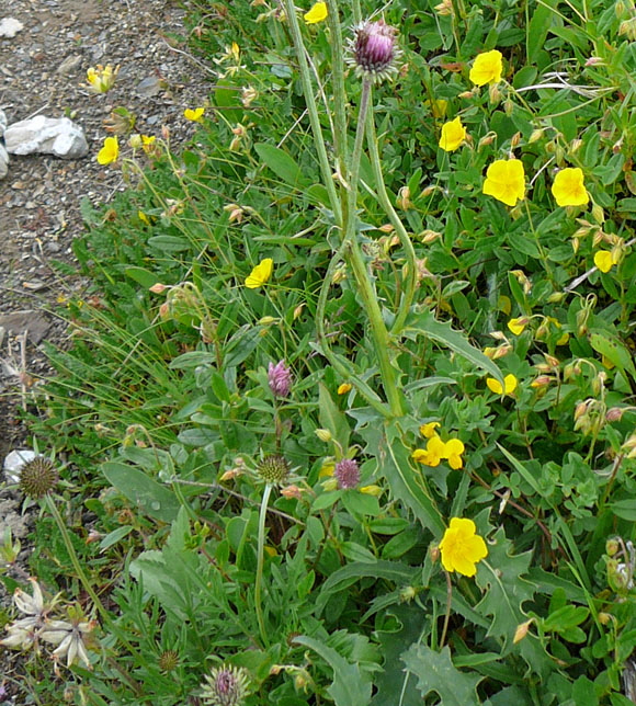 Berg-Distel (Carduus defloratus)  9.7.2011 Allgu Alpen Fellhorn Oberstdorf-Faistenoy 110 Blatt