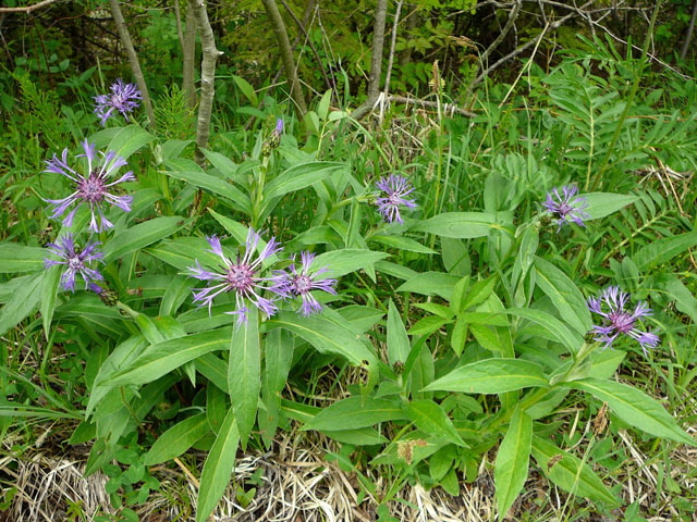 Berg-Flockenblume (Centaurea montana)  2012 Alpen Ammergebirge, Grasnang 041