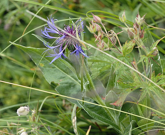 Berg-Flockenblume (Centaurea montana) 9.7.2011 Allgu Alpen Fellhorn NIKON 119