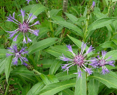 Berg-Flockenblume (Centaurea montana) Mai 2012 Alpen Ammergebirge, Grasnang 041a