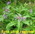 Berg-Flockenblume (Centaurea montana) kl.