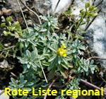 Berg-Steinkraut (Alyssum montanum) 1 kl.