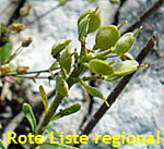 Berg-Steinkraut (Alyssum montanum) 2 kl.