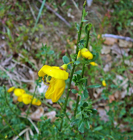 Besenginster (Cytisus scoparius) 2012  April Holz Blumen Glockenb. + Viernh. Wald 008