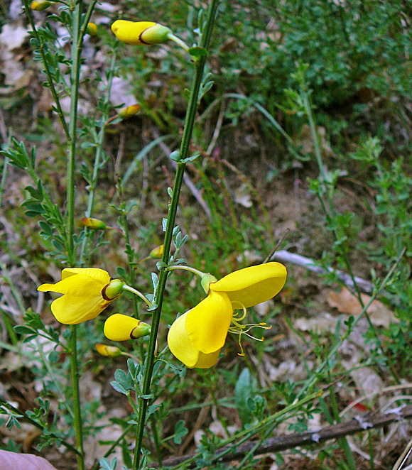 Besenginster (Cytisus scoparius) 2012  April Holz Blumen Glockenb. + Viernh. Wald 007