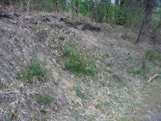 Besenginster (Cytisus scoparius) 2012  April Holz Blumen Glockenb. + Viernh. Wald 009