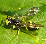 Bienenjagende Knotenwespe (Cerceris rybyensis) Mnnchen kl.