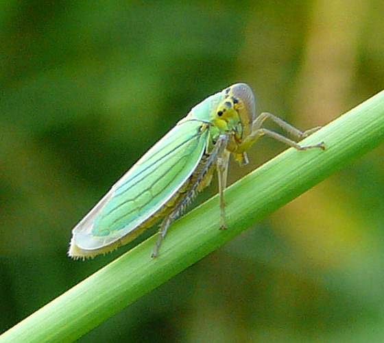 Binsen-Schmuckzikade, Cicadella viridis  Aug 2009 Httenfeld Insekten 009a