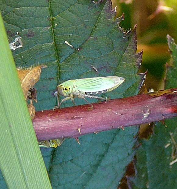 Binsen-Schmuckzikade (Cicadella viridis) Weibchen Okt 2010 Im Seefeld, Lorscher See 030
