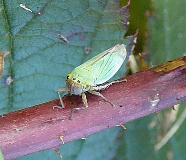 Binsen-Schmuckzikade (Cicadella viridis) Weibchen Okt 2010 Im Seefeld, Lorscher See 032