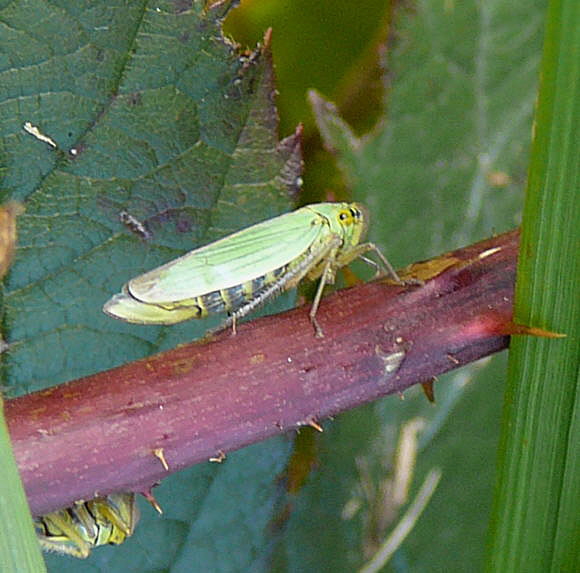 Binsen-Schmuckzikade (Cicadella viridis) Weibchen Okt 2010 Im Seefeld, Lorscher See 033