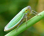 Binsen-Schmuckzikade, Cicadella viridis  Weibchen kl.1