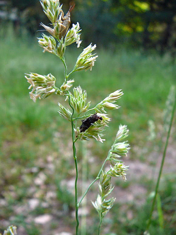 Birken-Sacktrger Proutia betulina Mai 2011 Viernheimer Wald Wanzen, Insekten, Kfer, Falter 110