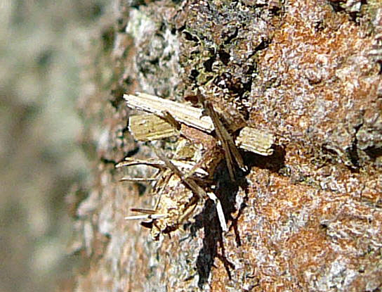 Birken-Sacktrger Proutia cf. betulina Raupe April 2010 Viernheimer Wald Harvester u. Insekten 049a
