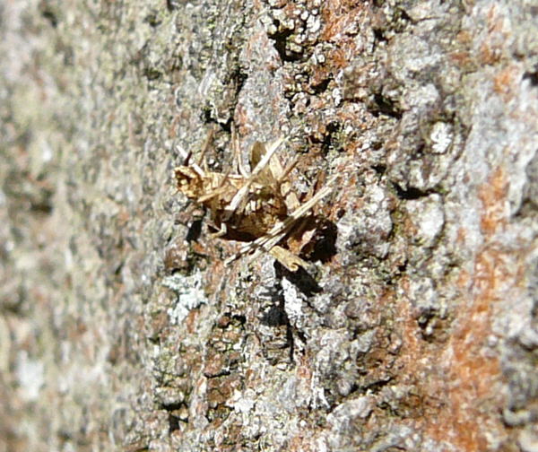 Birken-Sacktrger Proutia cf. betulina Raupe April 2010 Viernheimer Wald Harvester u. Insekten 052