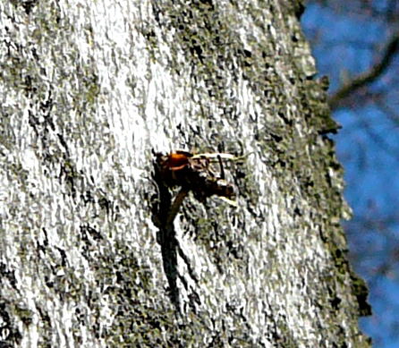 Birken-Sacktrger Proutia cf. betulina Raupe April 2010 Viernheimer Wald Harvester u. Insekten 053a