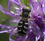 Blasenkpfige Schwebfliege kl.