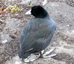 Blhuhn (Fulica atra) kl.