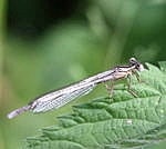 Blaue Federlibelle, Weibchen kl.2