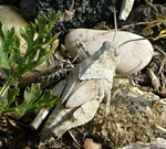 Blaue dlandschrecke (Oedipoda caerulescens) Larve kl.