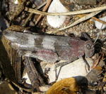 Blauflgelige dlandschrecke (Oedipoda caerulescens)  2 kl.