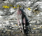 Blauflgelige dlandschrecke (Oedipoda caerulescens) kl.