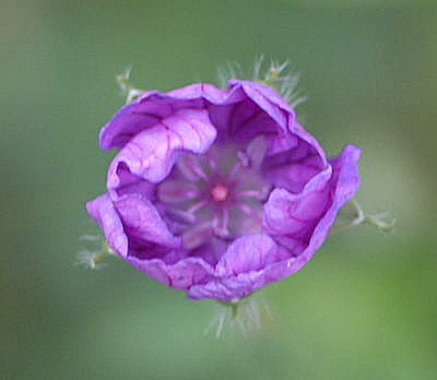 Blut-Storchschnabel (Geranium sangiuneum) Juni 2011 Oberlaudenbach Wiese Blumen u. Insekten NIKON 117