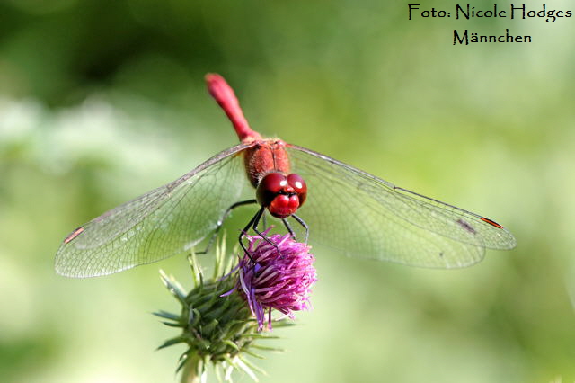 Blutrote Heidelibelle (Sympetrum sanguineum) Mnnchen-NheMlldeponie-Waldrand-2_August09.filtered_N