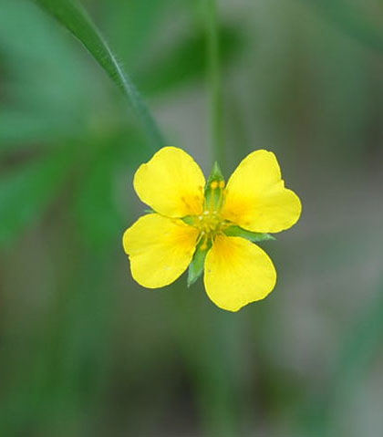 Blutwurz (Potentilla erecta) Mai 09 Htt Mlldepnie u