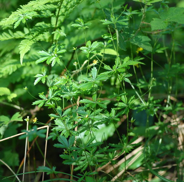 Blutwurz (Potentilla erecta) Mai 09 Htt Mlldepnie u.Viernheimer Wald 138