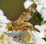 Bohrfliege 1 Oxyna flavipennis kl.