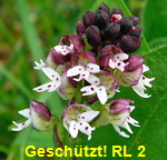 Brand-Knabenkraut (Orchis ustulata) 2 kl.