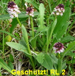 Brand-Knabenkraut (Orchis ustulata) kl.
