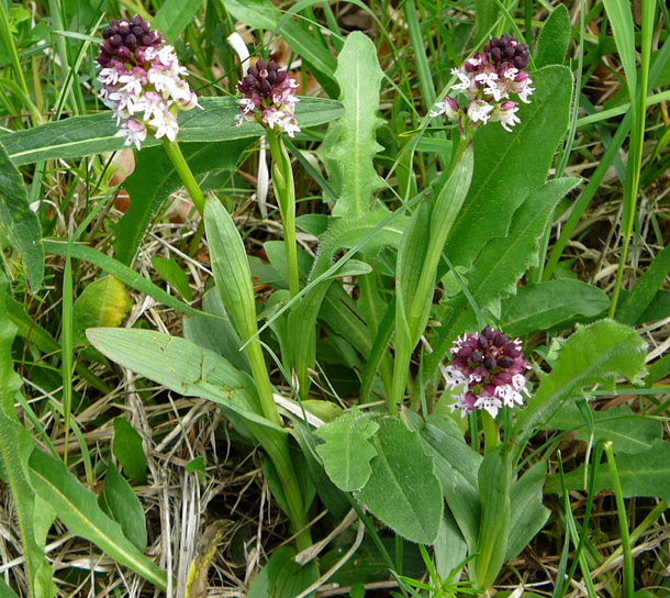 Brand-Knabenkraut (Orchis ustulata)2012-05-12 Oberlaudenbach Orchideen +Insekten 089