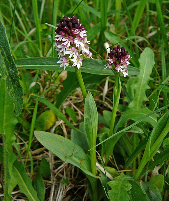 Brand-Knabenkraut (Orchis ustulata)2012-05-12 Oberlaudenbach Orchideen +Insekten 090