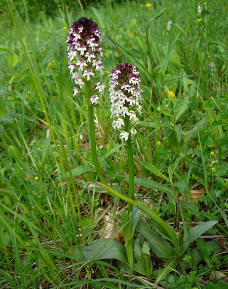 Brand-Knabenkraut (Orchis ustulata)2012-05-12 Oberlaudenbach Orchideen +Insekten 093