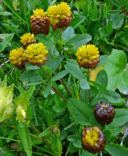 Braun-Klee (Trifolium badium)  9.7.2011 Allgu Alpen Fellhorn Oberstdorf-Faistenoy 020a