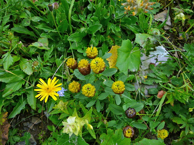 Braun-Klee (Trifolium badium)  9.7.2011 Allgu Alpen Fellhorn Oberstdorf-Faistenoy 019